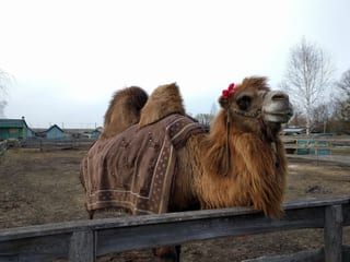 The rather friendly camel