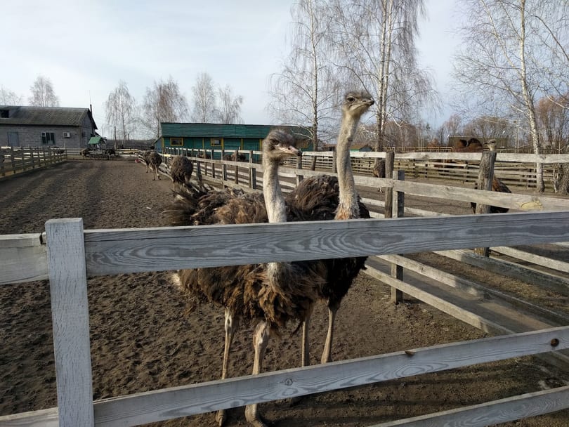 Ostrich Farm