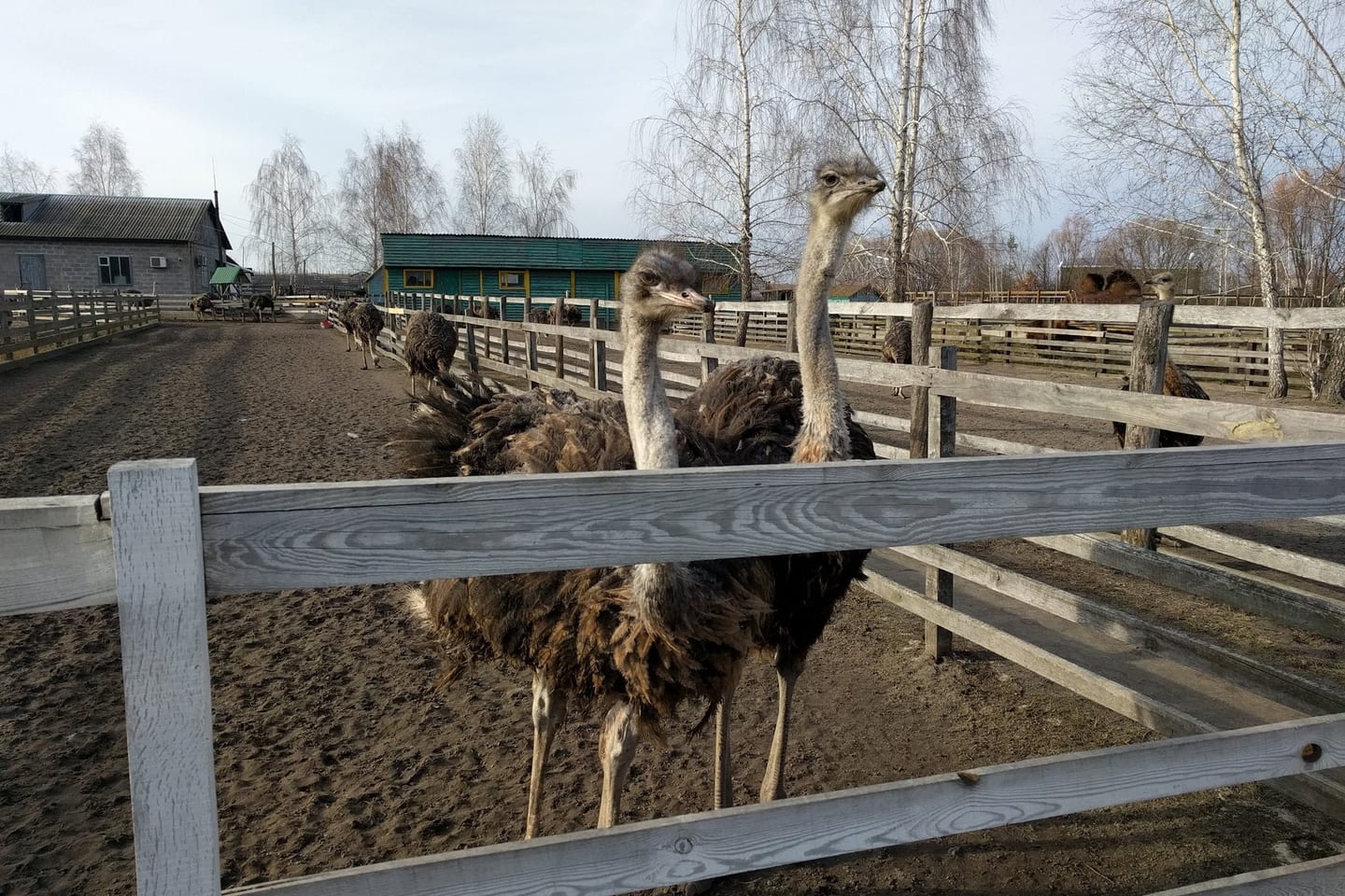Ostrich Farm