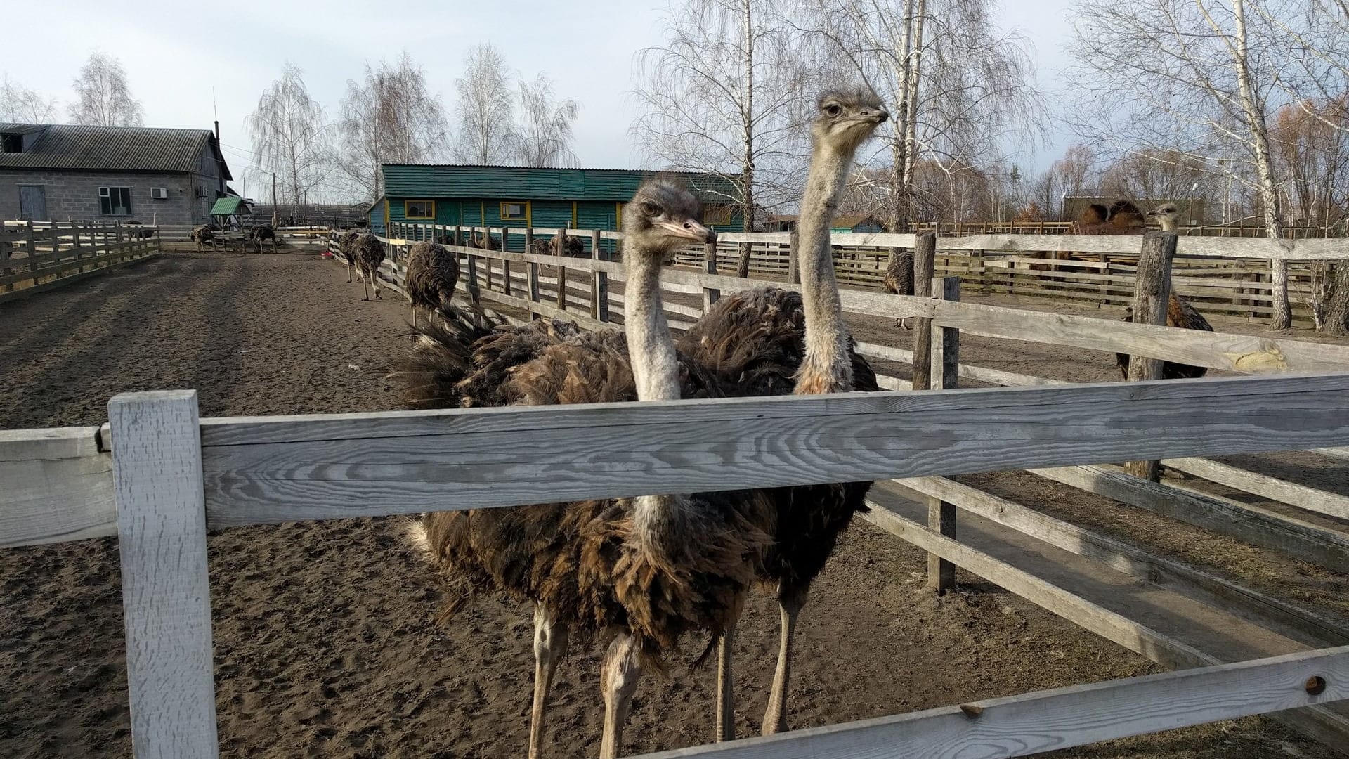 Ostrich Farm