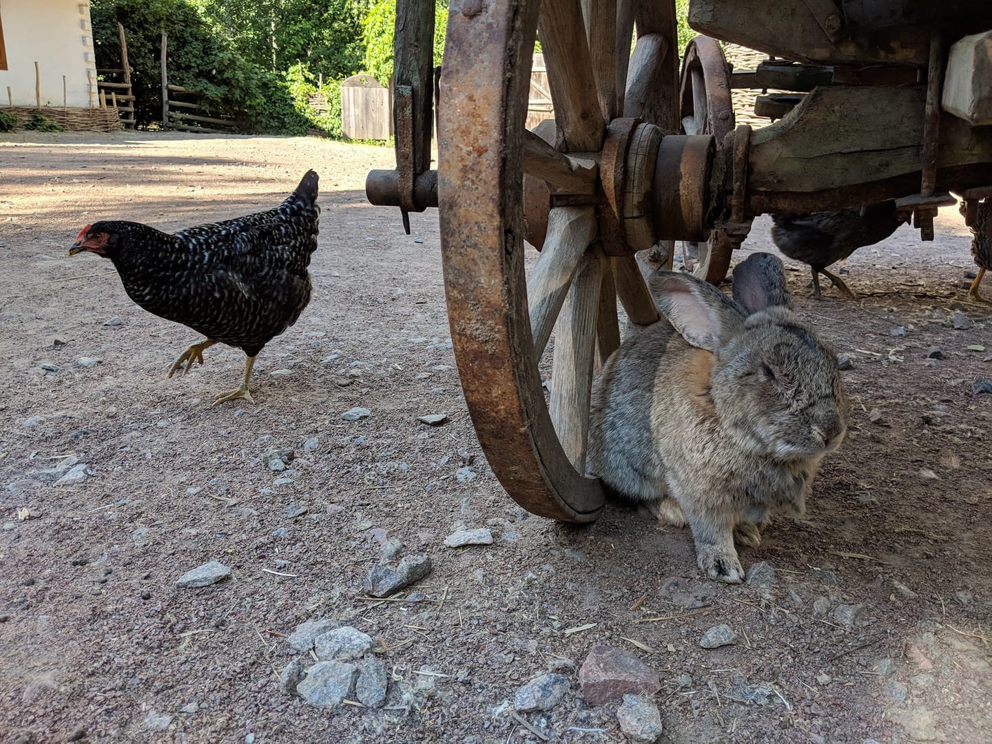 Mamayeva Sloboda Farmyard Animals