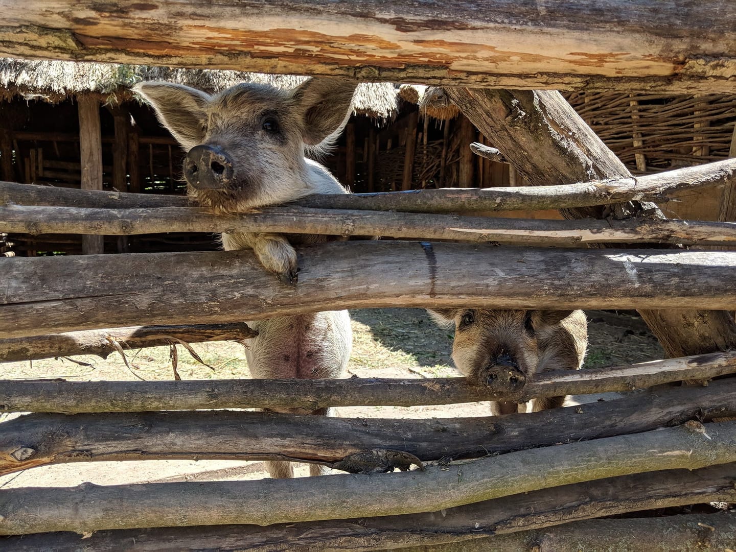 Mamayeva Sloboda Piglets