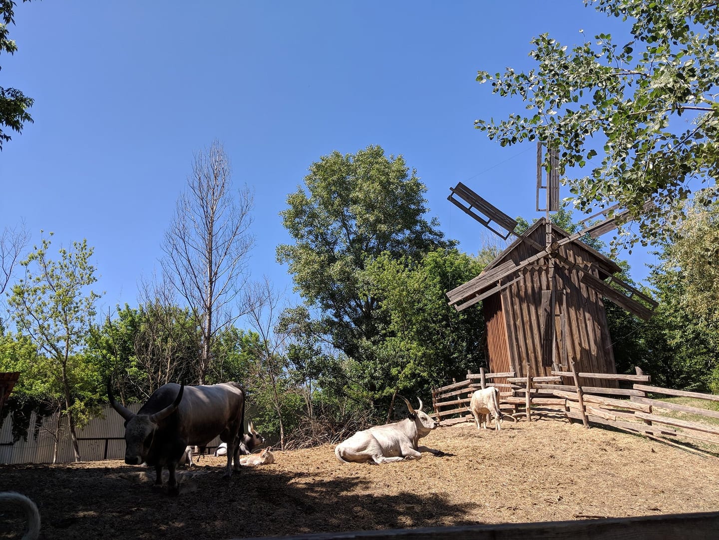 Mamayeva Sloboda Windmill & Cattle