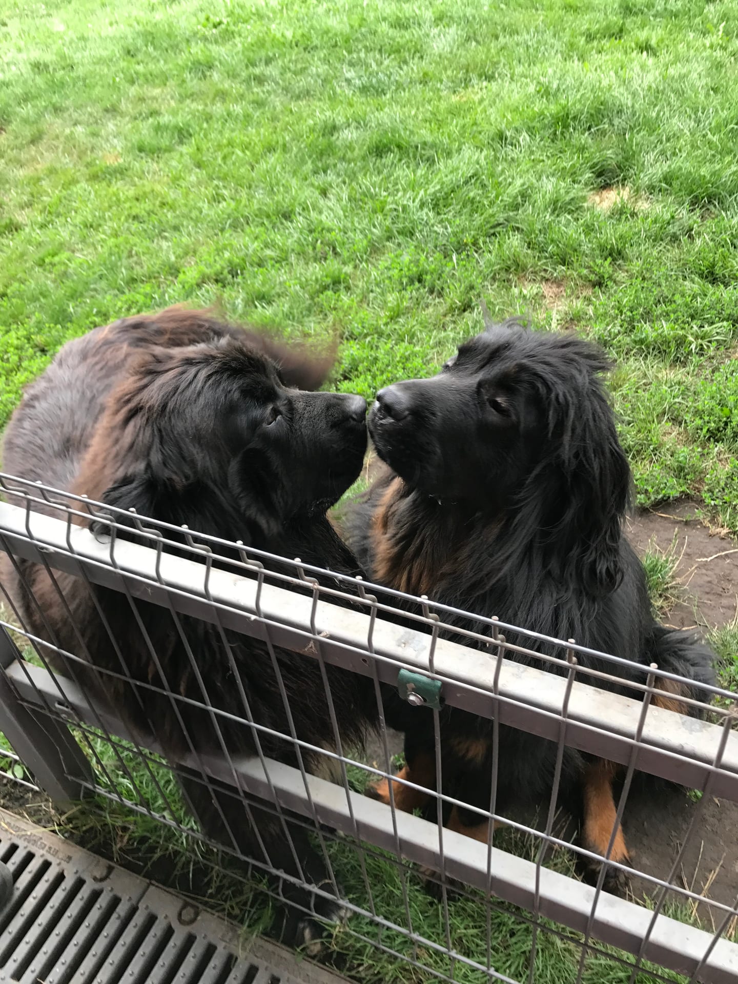 Mezhyhirya Residence Dogs
