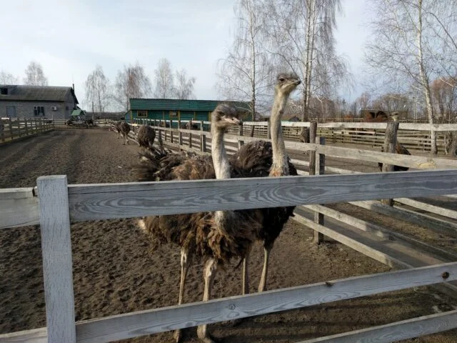 Ostrich Farm